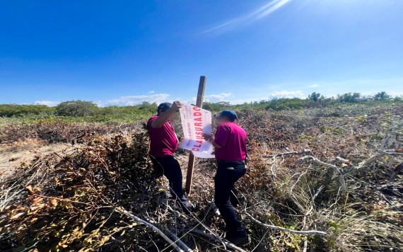 Detecta Profepa nuevas obras ilegales en manglar de Chelem