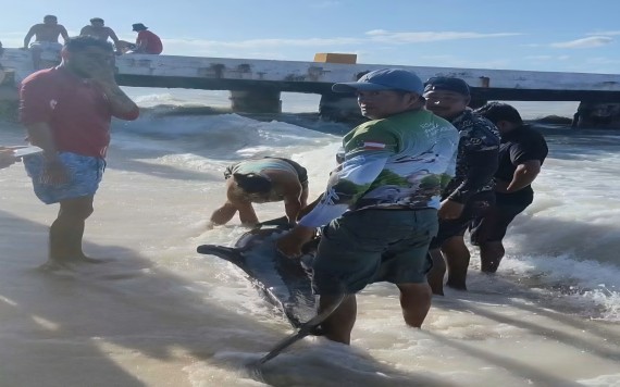 Muere delfín varado en Sisal