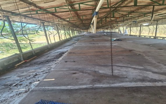 Clausuran granja Santa María Chi; retiran miles de cerdos