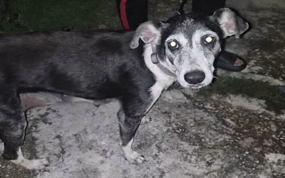 Investigan presunto caso de maltrato animal en Vergel