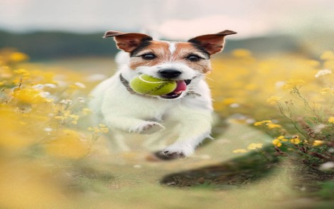 cache/resized/e00790ec10a30aa7c9deaecf31c5a120.jpg