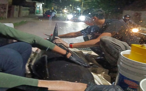 Aclaran manejo de delfín varado