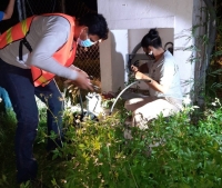 Restablece Japay servicio al 100 % en M&eacute;rida y zona metropolitana