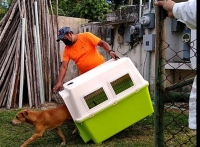 Perro rescatado en Chich&eacute;n Itz&aacute; regresa a urbe maya