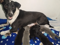 Cachorros rescatados por Cultur ya cuentan con un hogar