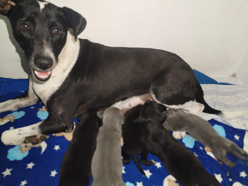 Cachorros rescatados por Cultur ya cuentan con un hogar