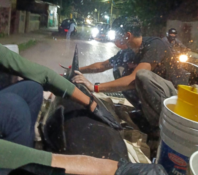 Aclaran manejo de delfín varado