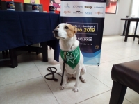Anuncian la segunda edici&oacute;n de Expo Mascota