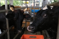 Productores de Jalisco reciben asesor&iacute;a de la UADY