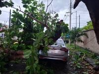 Lluvias dejan &aacute;rboles ca&iacute;dos y encharcamientos en varias zonas