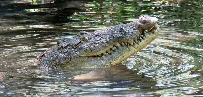 Cocodrilos acechan litoral, advierte Seduma