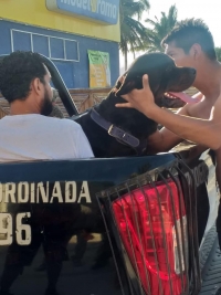 Perro ataca a ni&ntilde;o en malec&oacute;n de Progreso