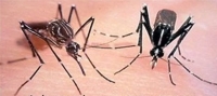Detectan presencia del mosquito tigre