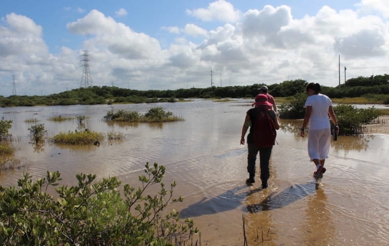 Crecimiento de zonas costeras acaban con manglares