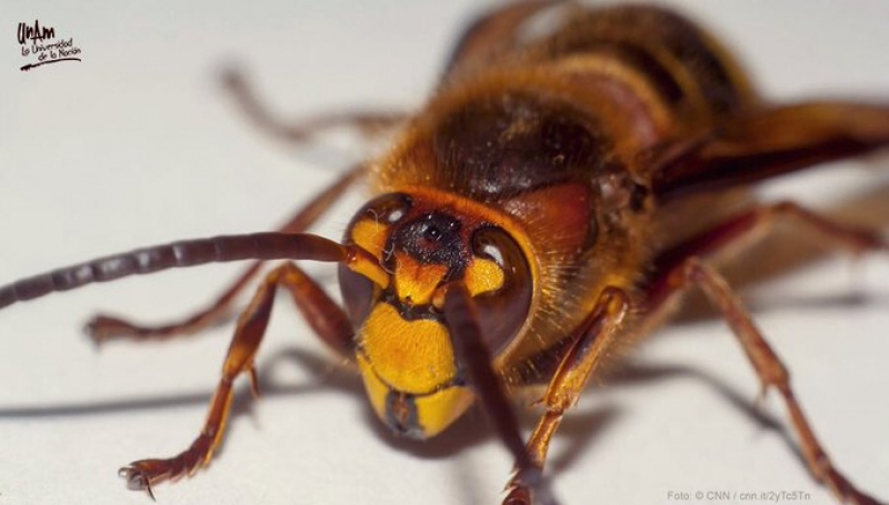 El avispón asiático gigante no llegará a México, afirma experto