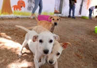 Proh&iacute;ben dejar comida para animales en la v&iacute;a p&uacute;blica