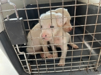 Rescatan a dos perros en Chich&eacute;n; se dar&aacute;n en adopci&oacute;n