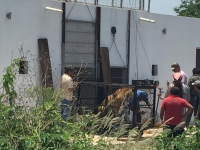 Trasladan a tigres de bengala al Centenario