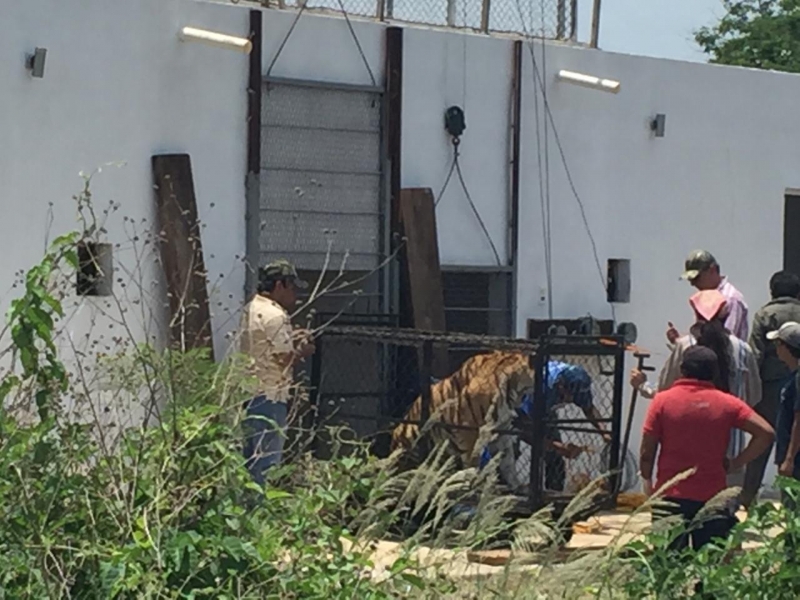 Trasladan a tigres de bengala al Centenario