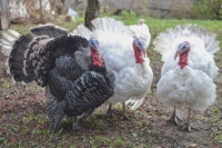 Incrementar&iacute;a hasta un 70% venta de pavos a mediados de diciembre