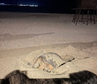 Anidaci&oacute;n de tortugas, en riesgo por manipulaci&oacute;n, advierte especialista