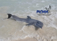 Rescatan delf&iacute;n varado en Las Coloradas