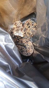 Policías capturan boa en Umán