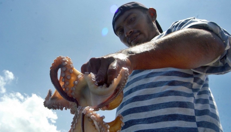 Comercialización y precio del pulpo van en picada