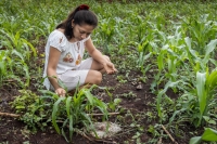 Reconoce FAO Milpa Maya como Patrimonio Agr&iacute;cola Mundial