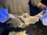 Aplican medidas para control del murci&eacute;lago