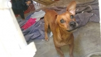 Vecinos denuncian perros abandonados en Tixcacal Opich&eacute;n