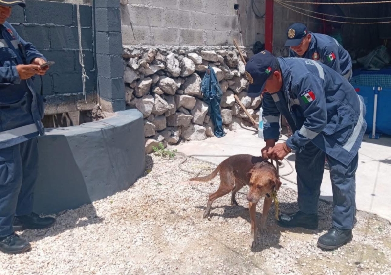Rescatan a perro del interior de un pozo