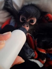Rescata Profepa a moño araña y 25 loros