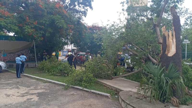 Rayo derriba árbol en Kanasín