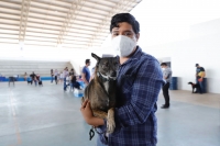 Ayuntamiento de M&eacute;rida y la sociedad civil aliados del bienestar animal