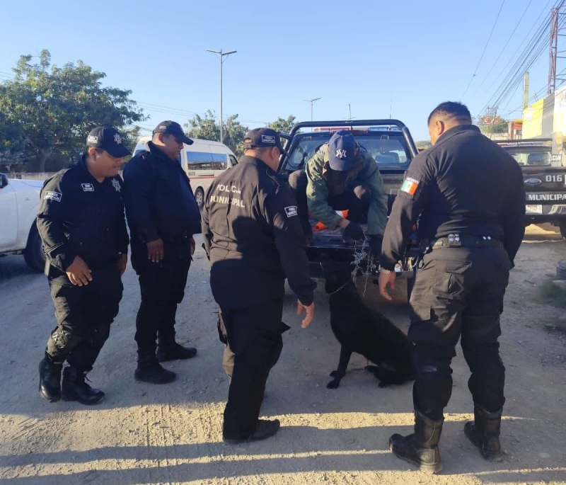 Arrestan a extorsionadores perrunos