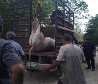 Tras cornear a ni&ntilde;o, toro muere en Espita