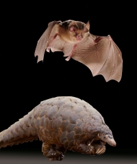 Virus causante de la Covid-19, similar al que hospedan murci&eacute;lagos y pangolines