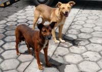 Necesario mantener vacunación de perros contra la rabia