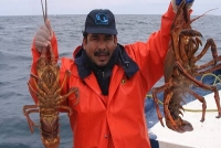 Inicia temporada de captura de langosta en Yucatán