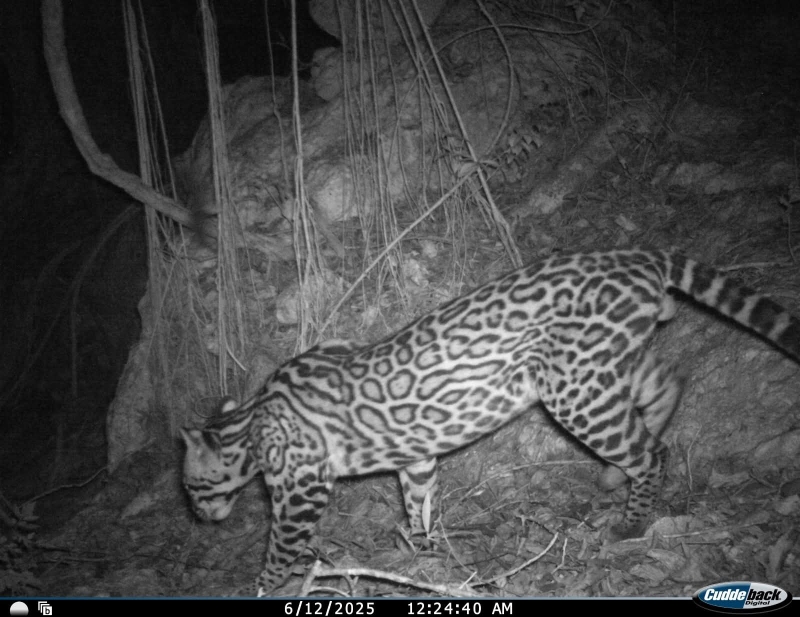 Cámaras trampa muestran gran biodiversidad en montes de Sanahcat