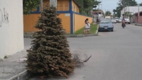 Comuna meridana activar&aacute; cinco centros de acopio de &aacute;rboles de navidad