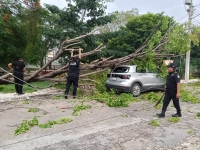 Árboles caídos y cortocircuitos dejan fuertes lluvias