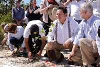 Arranca reforestación de manglares en toda la costa yucateca