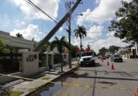 Cae palma real sobre tendido el&eacute;ctrico en Itzimn&aacute;