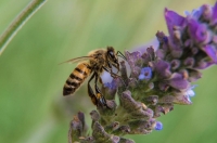 Sin las abejas habr&aacute; desabasto de alimentos