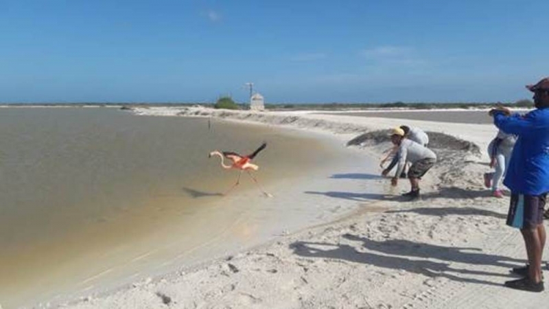 Colocan transmisores satelitales a flamencos