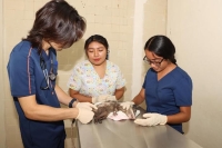 Conmemoran D&iacute;a Nacional del Veterinario en la UADY