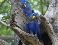 Aún es posible frenar la extinción de especies