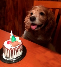 Alertan de trastornos por relaci&oacute;n hombre-&ldquo;perrhijos&rdquo;